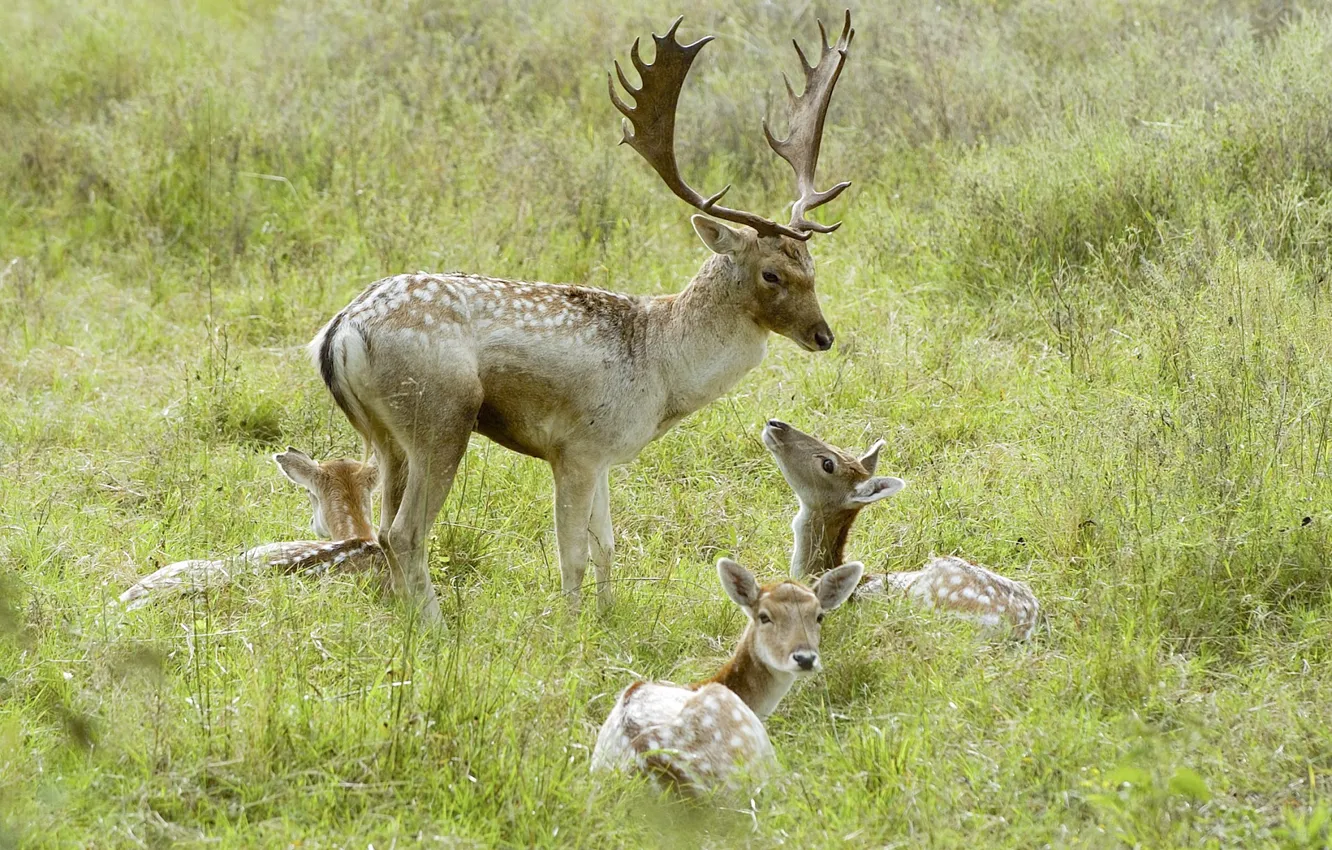 Photo wallpaper grass, nature, deer