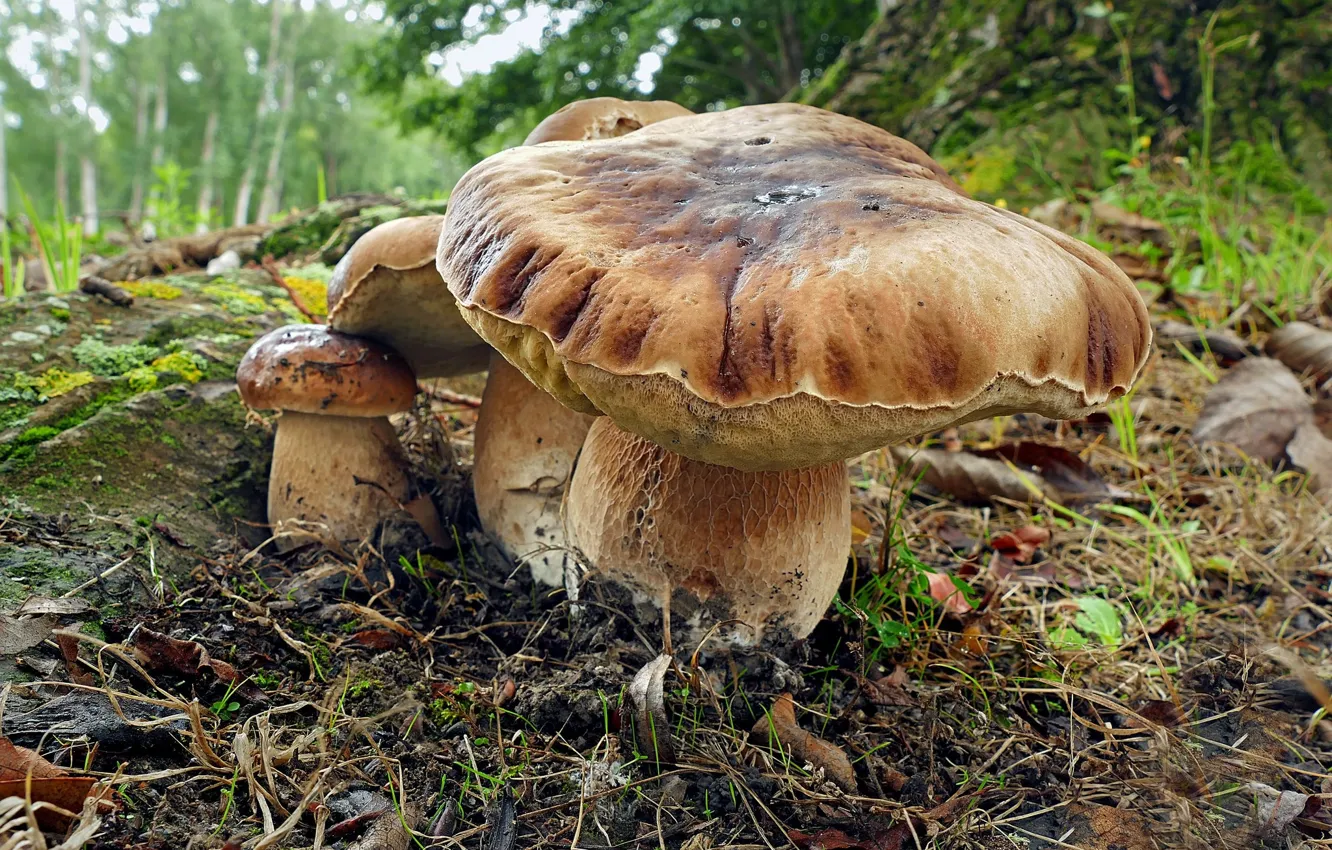 Photo wallpaper autumn, mushrooms, dampness