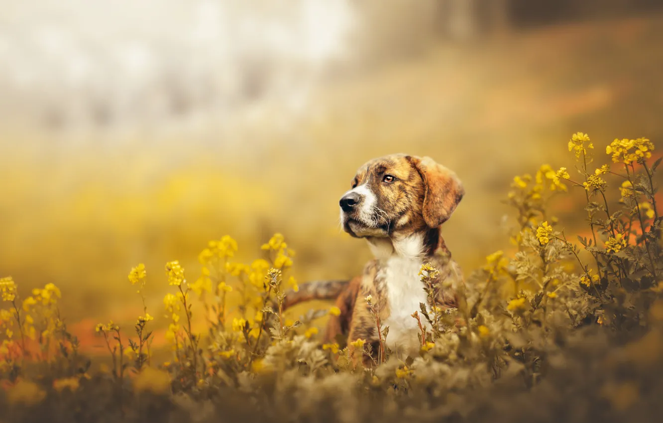 Photo wallpaper field, look, flowers, yellow, nature, pose, glade, portrait