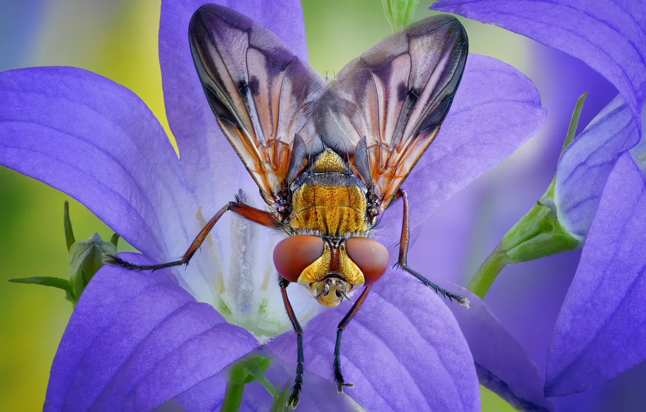 Photo wallpaper macro, flowers, fly, insect, bells, The phasia is mottled, Anton Finevich