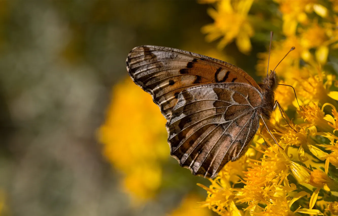 Photo wallpaper flowers, background, butterfly, wings, yellow