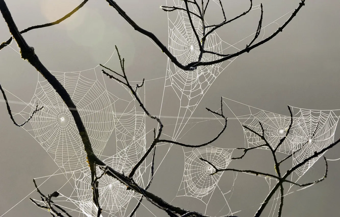 Photo wallpaper trees, branches, pattern, web, thread