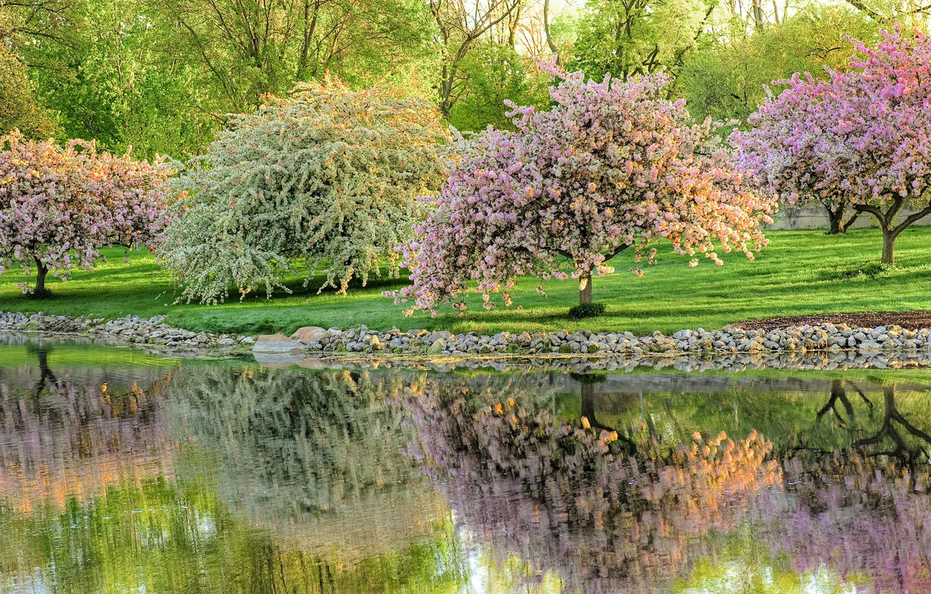 Photo wallpaper trees, pond, Park