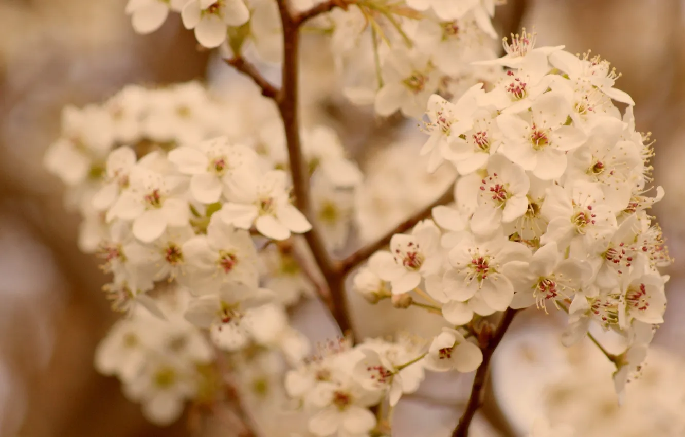 Photo wallpaper macro, flowers, branches, photo, plant, apricots