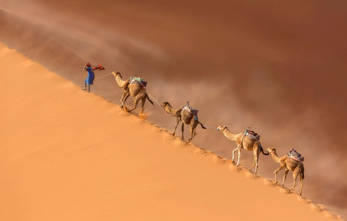 Photo wallpaper desert, landscape, man, camel, dunes, display, Drover, caravan