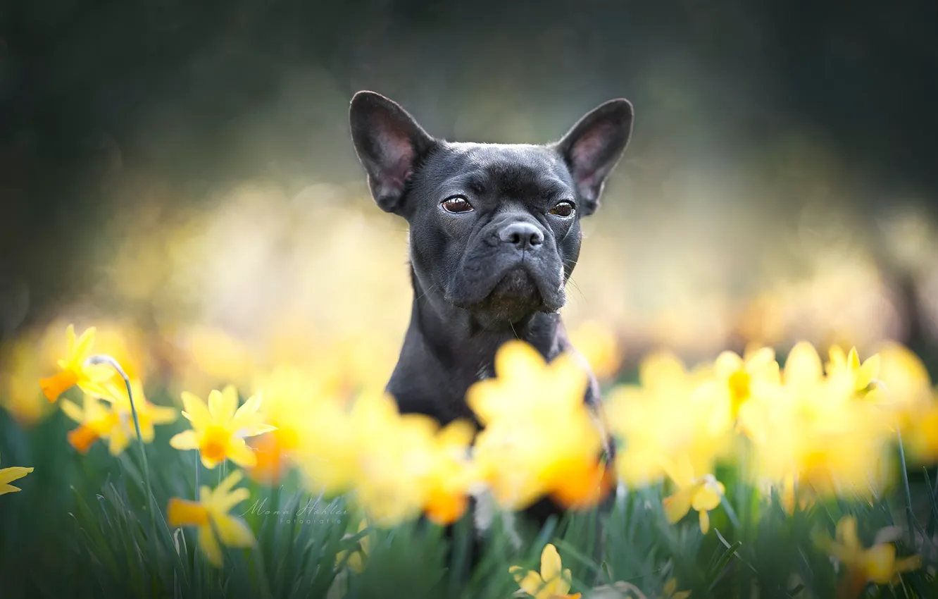 Photo wallpaper look, face, flowers, dog, daffodils, French bulldog