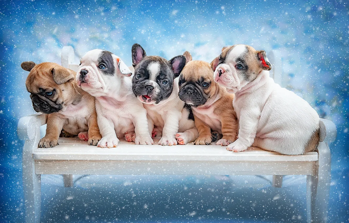 Photo wallpaper dogs, background, puppies, kids, Ksenia Lysenkova, French Bulldog