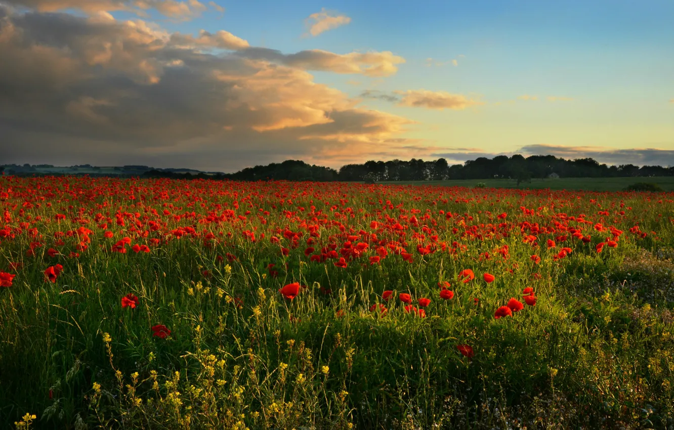 Photo wallpaper field, summer, the sky, clouds, light, flowers, red, Maki