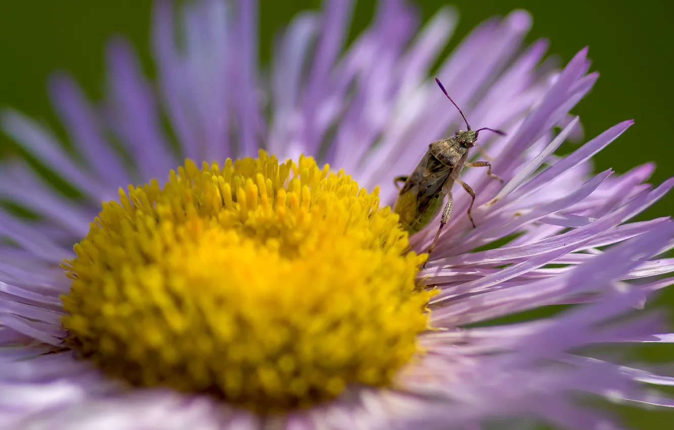 Photo wallpaper summer, macro, flowers, nature, bug, bokeh