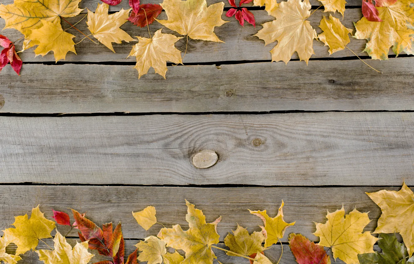 Photo wallpaper autumn, leaves, background, tree, Board, colorful, maple, wood