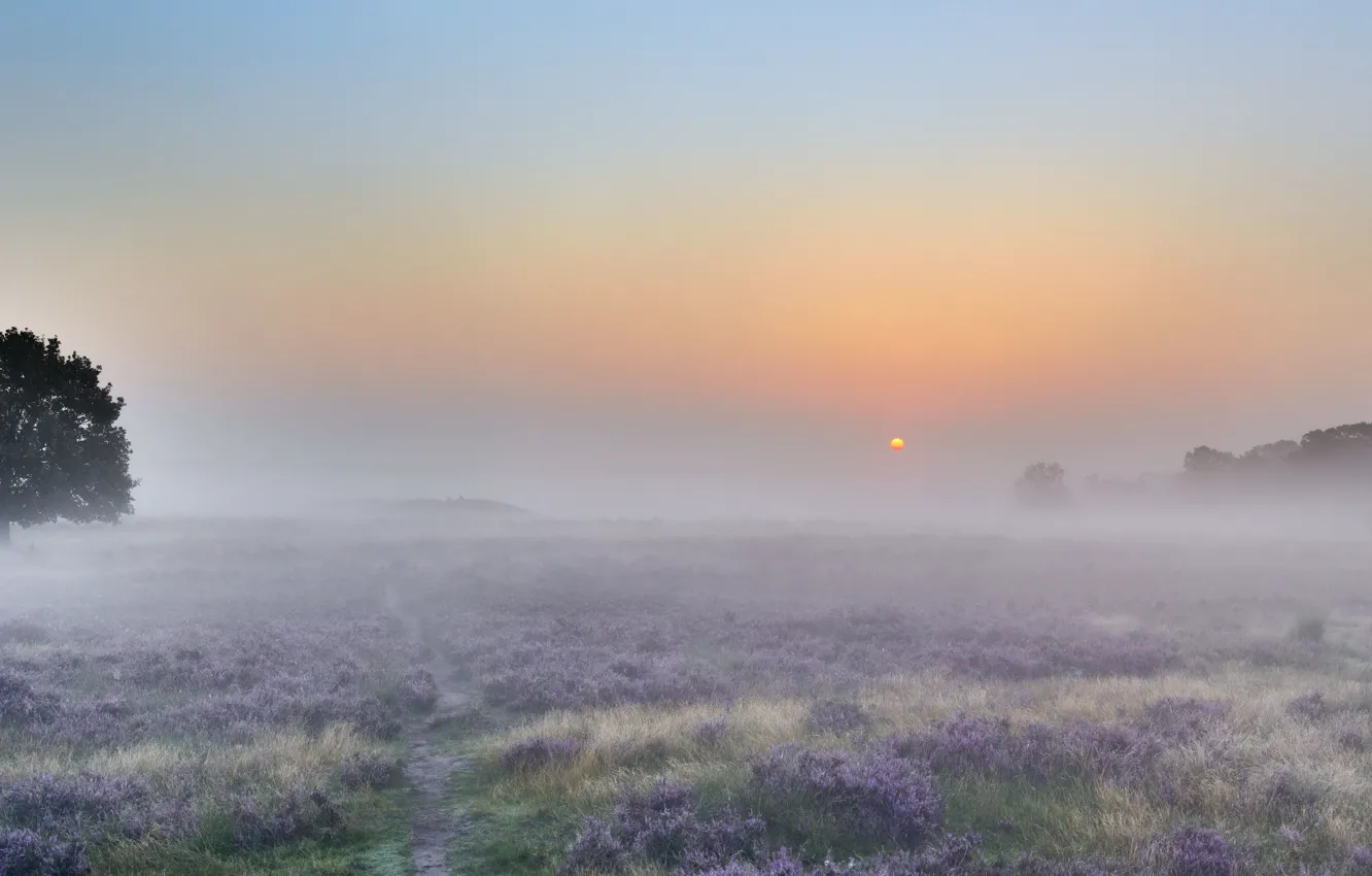 Photo wallpaper field, summer, sunset, fog