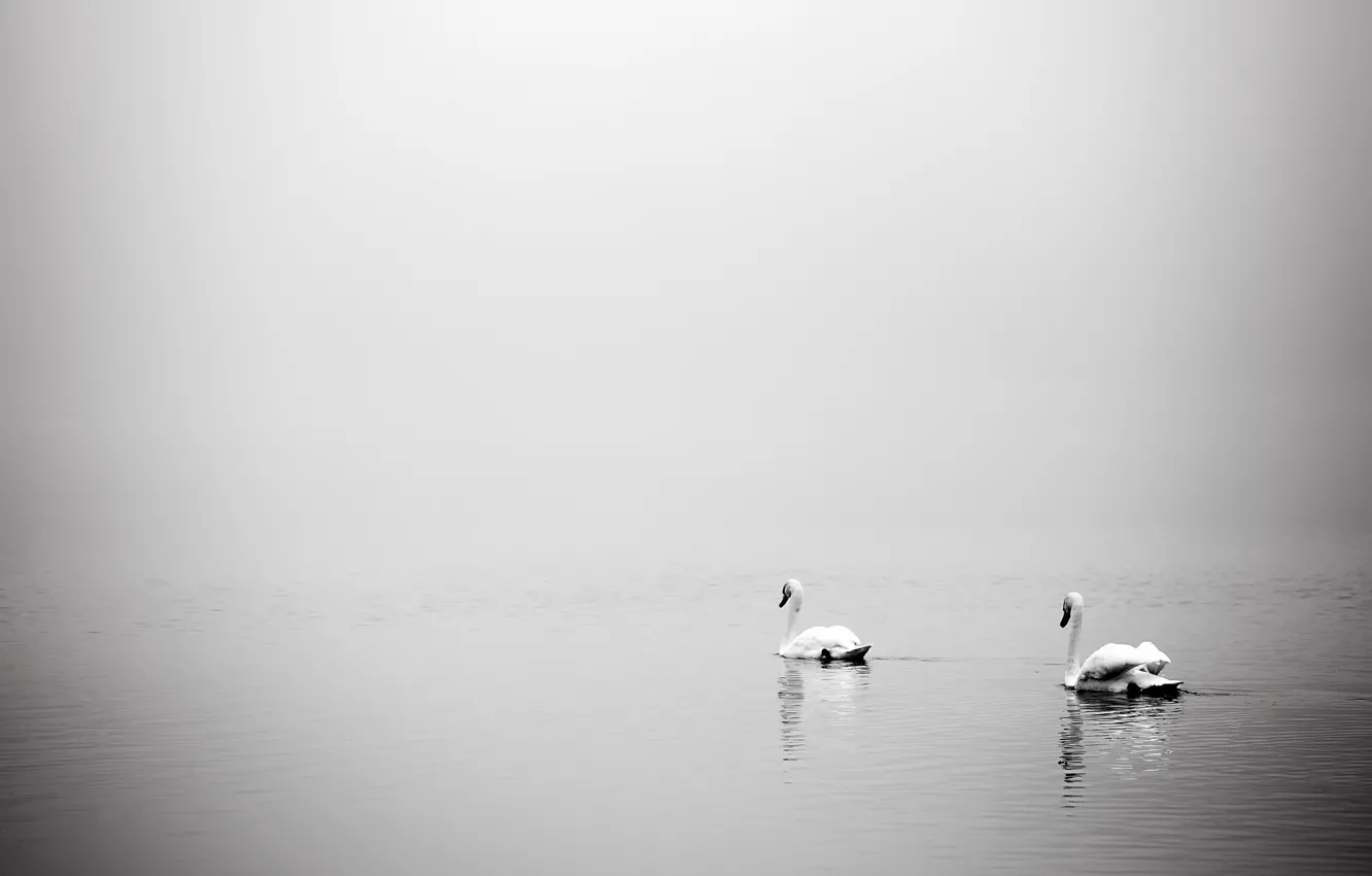 Photo wallpaper birds, fog, lake, swans