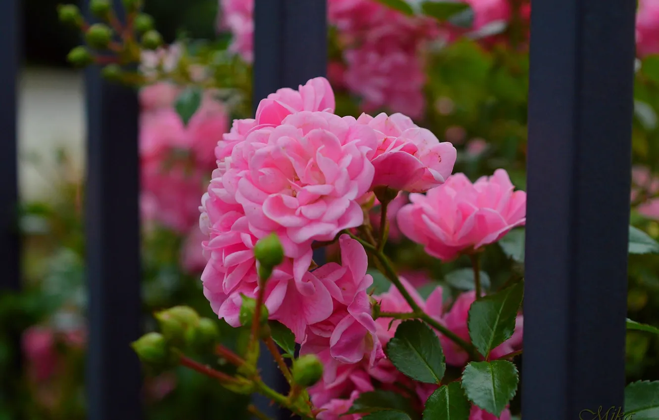 Photo wallpaper Roses, Rose, Pink roses, Pink roses