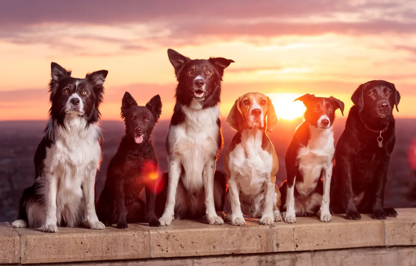Photo wallpaper sunset, each, dog