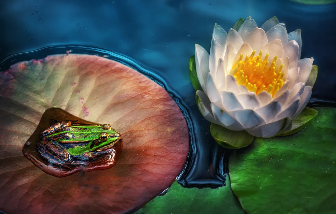 Photo wallpaper leaves, flowers, frog, Lily, water Lily