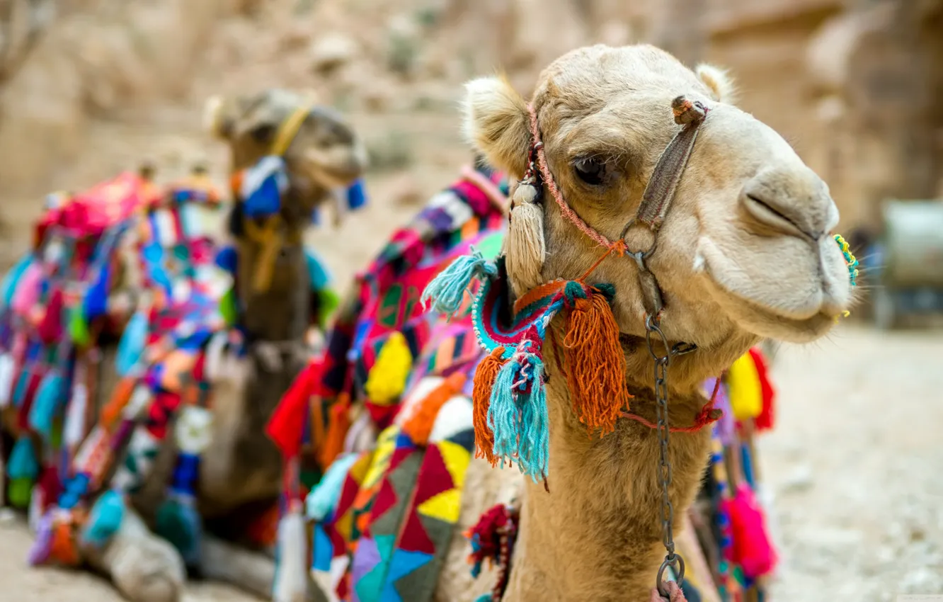 Photo wallpaper desert, camels, bright capes