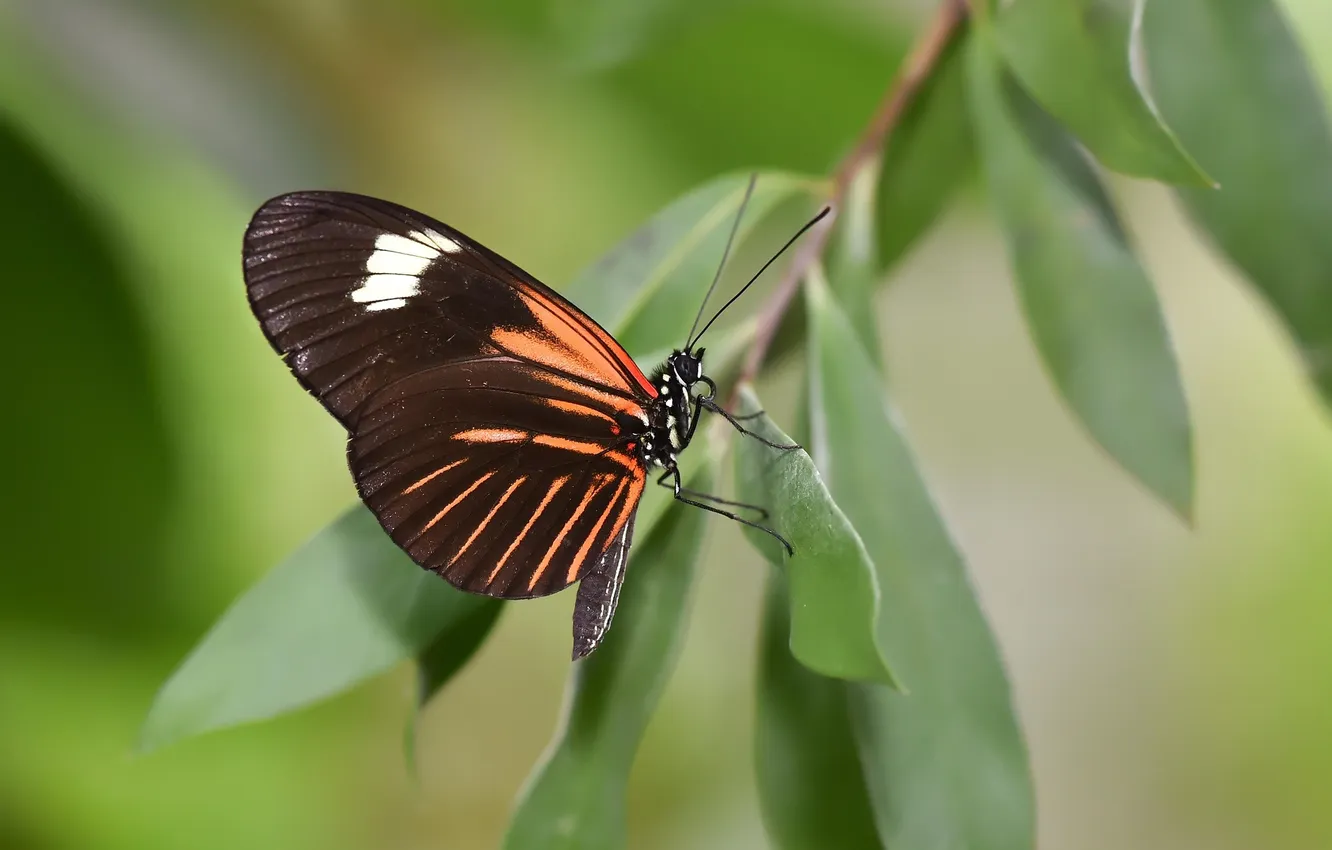 Photo wallpaper leaves, microsemi, butterfly, wings, insect, beautiful, closeup