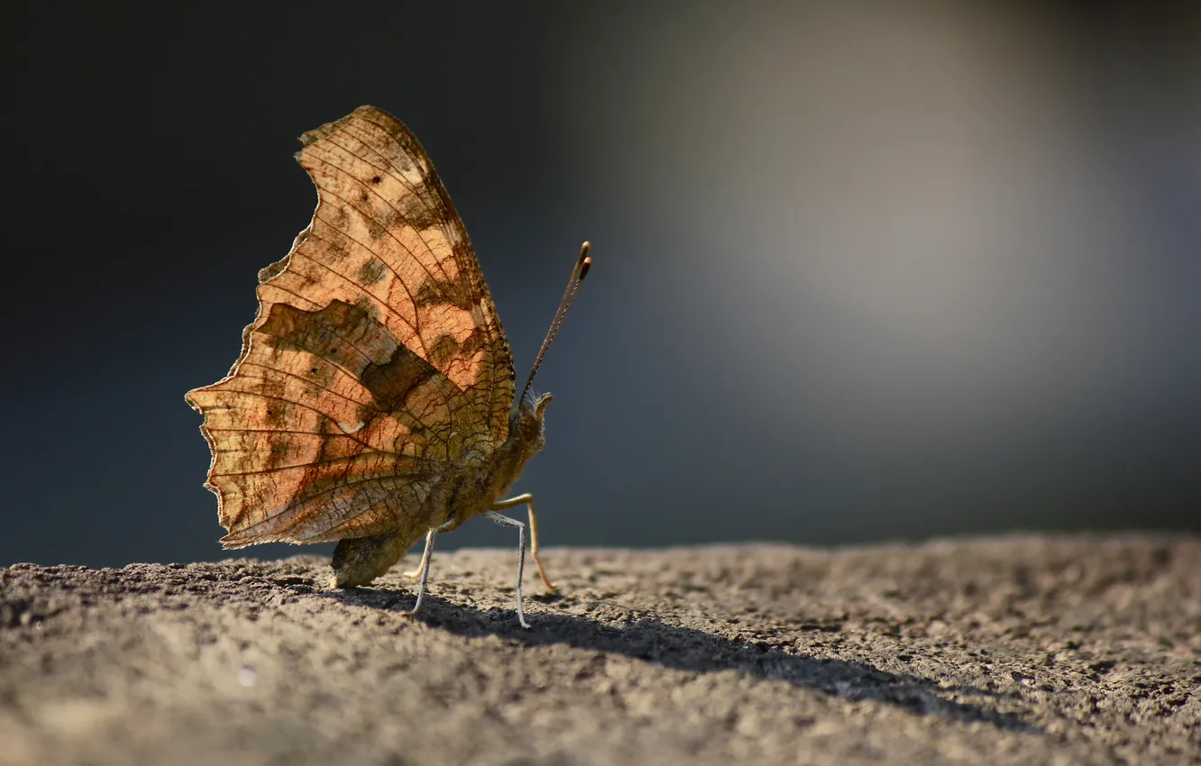 Photo wallpaper butterfly, wings, antennae, UNF