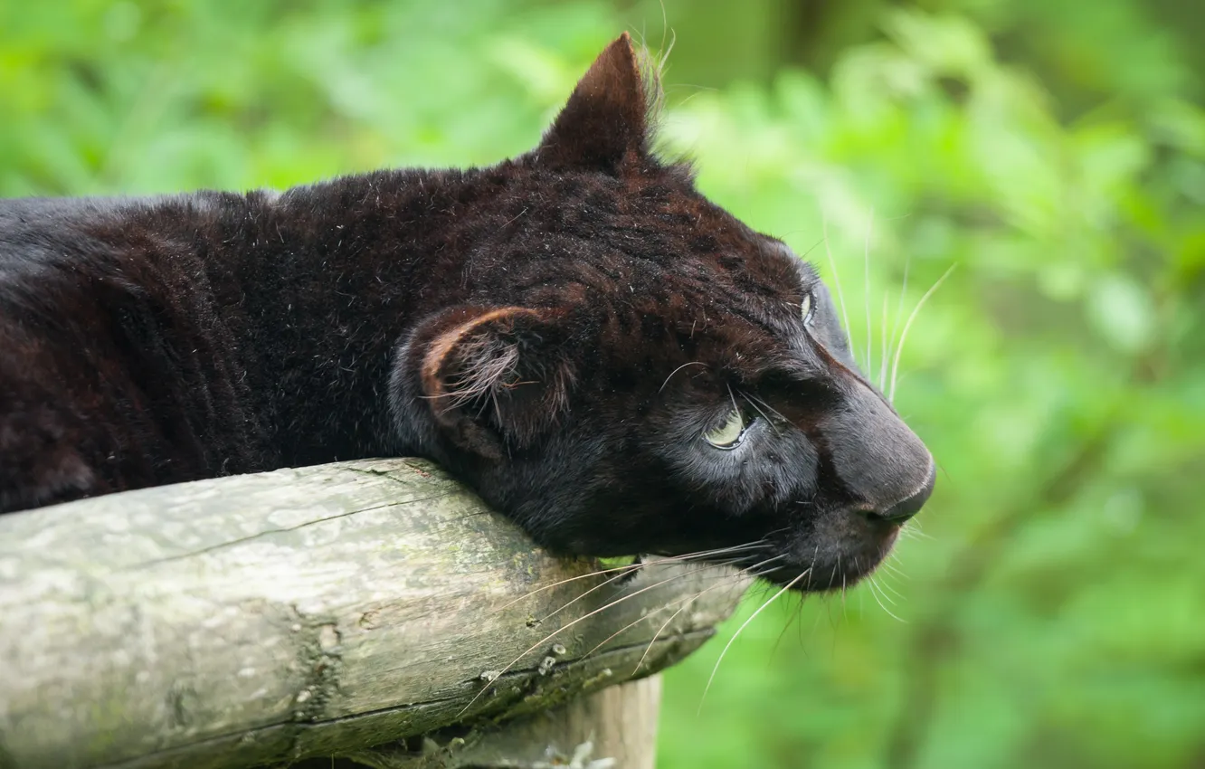 Photo wallpaper cat, look, face, Panther, log, black leopard