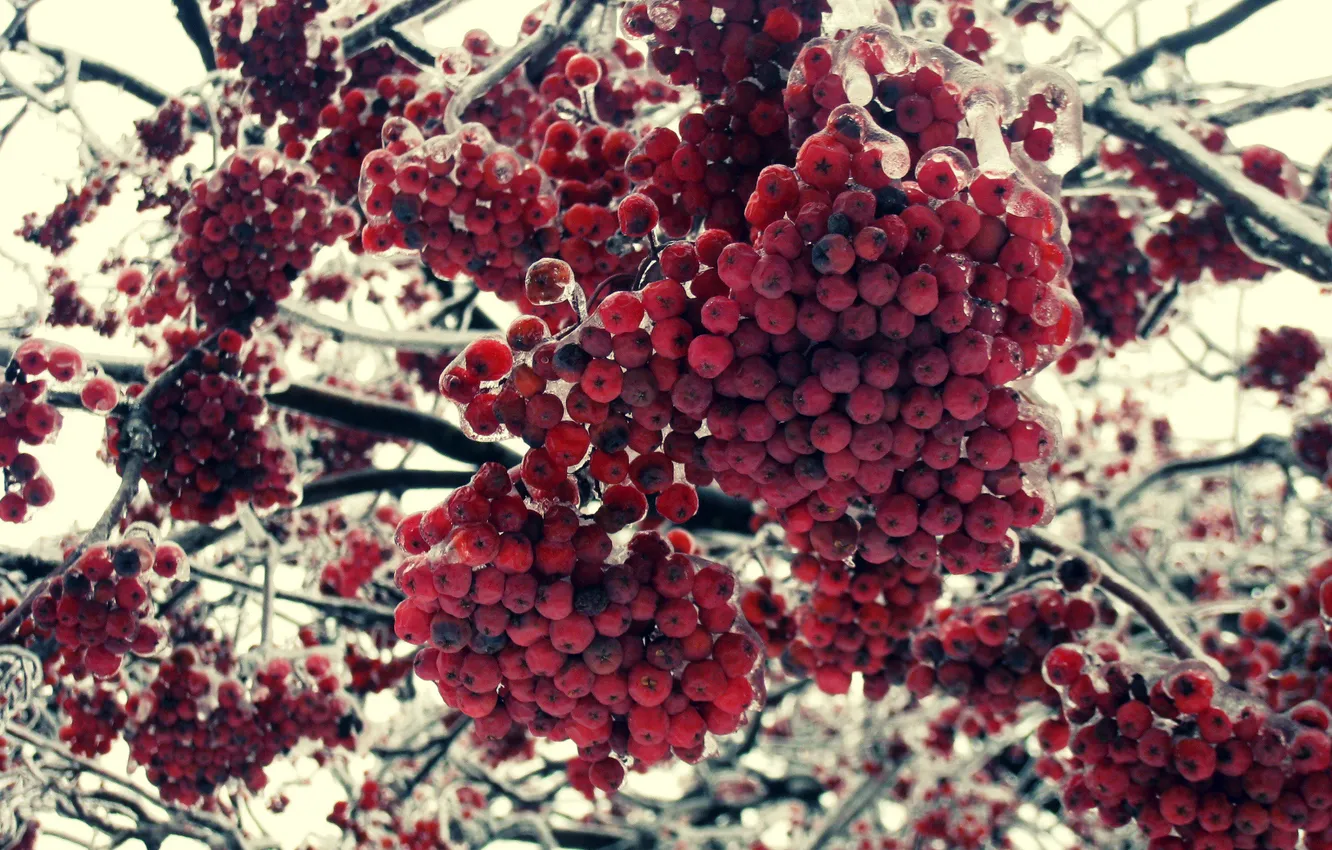 Photo wallpaper ice, winter, macro, trees, Rowan