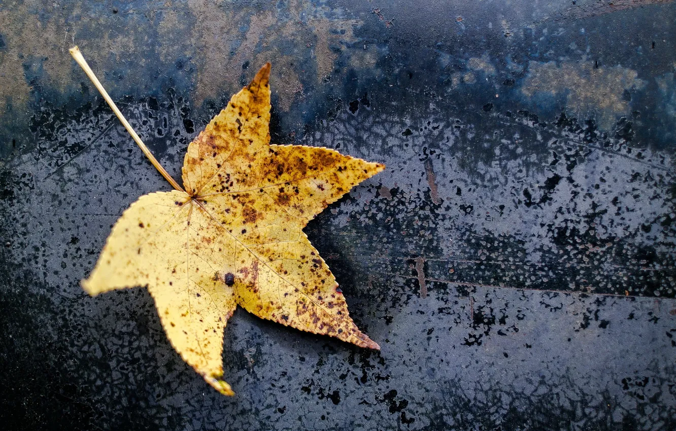 Photo wallpaper autumn, leaves, nature