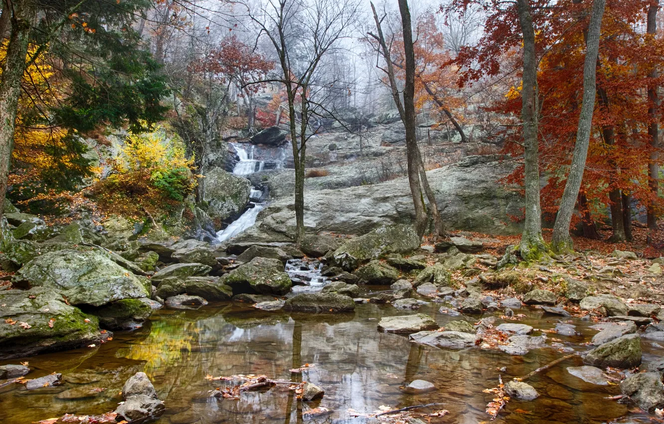 Photo wallpaper autumn, forest, trees, stream, stones, rocks