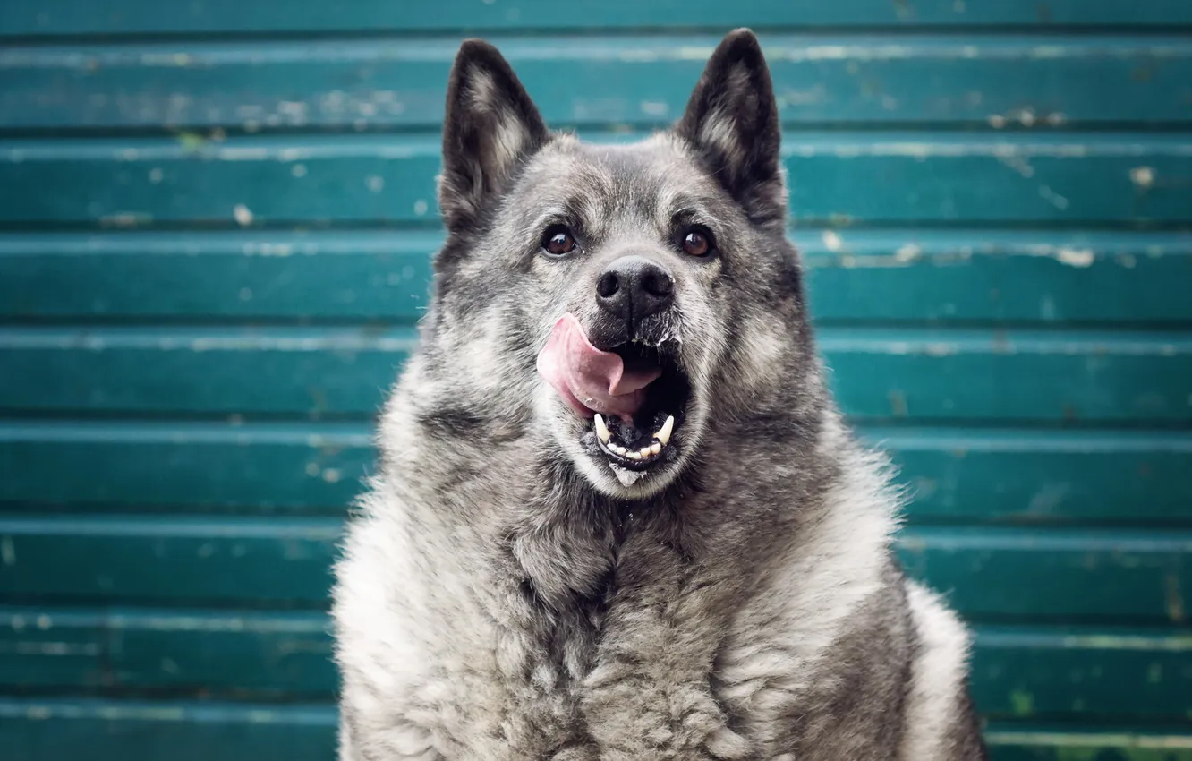 Photo wallpaper look, each, dog