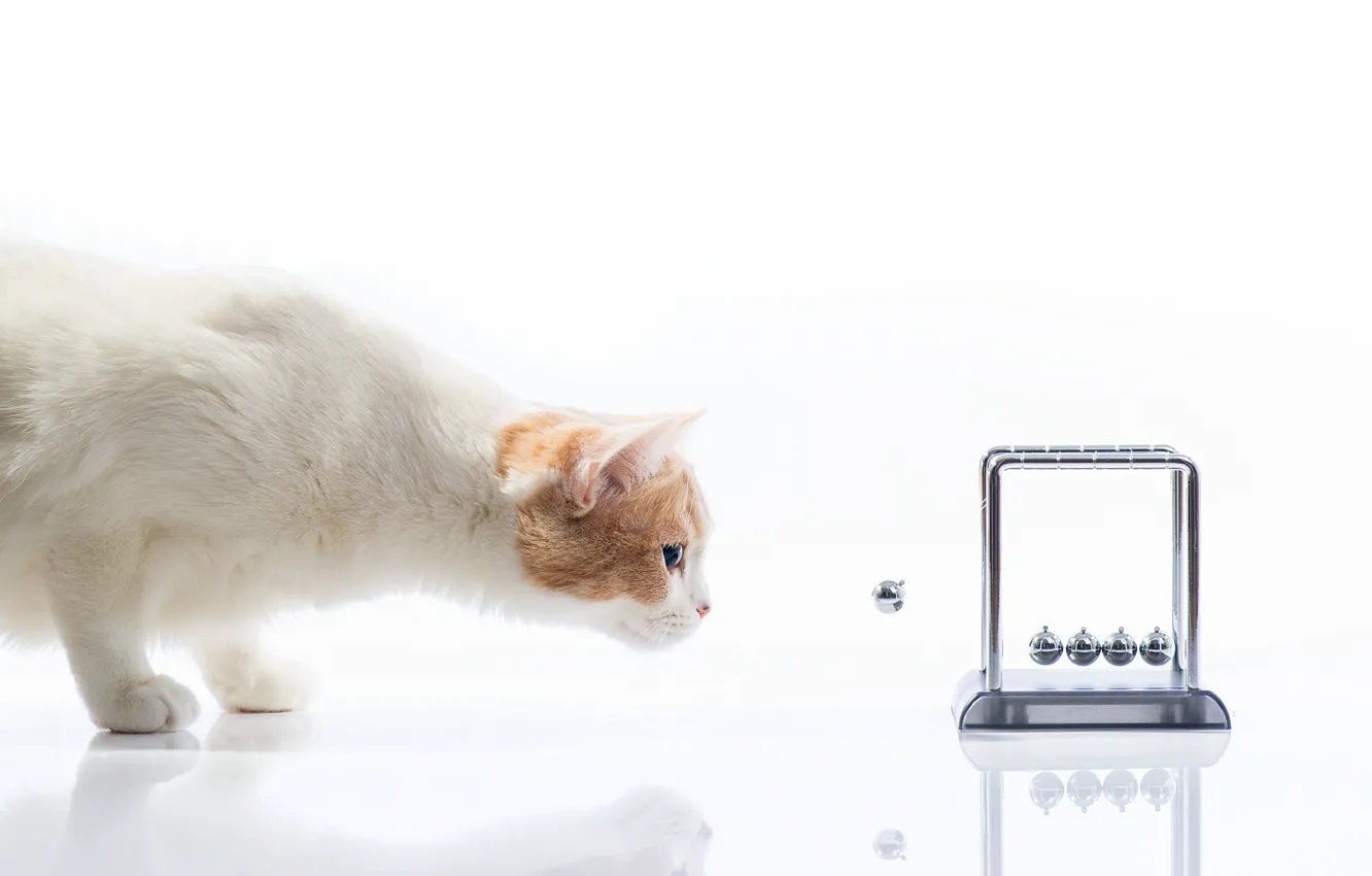 Photo wallpaper cat, balls, reflection, white background, attention, Hannah, torode, Benjamin