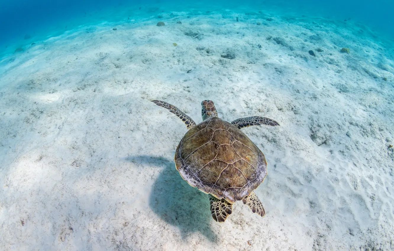 Photo wallpaper sand, sea, water, background, turtle, the bottom, underwater world, sea turtle