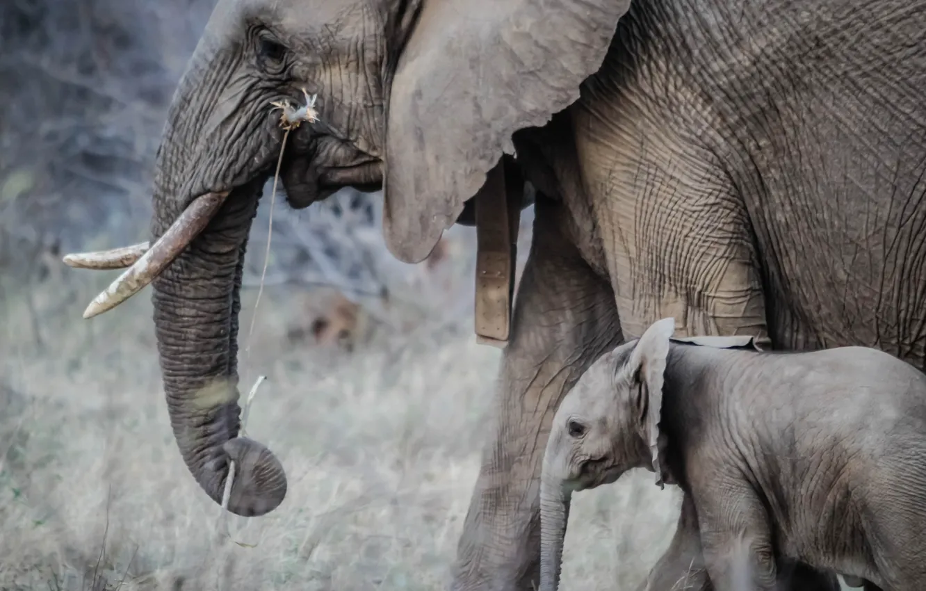 Photo wallpaper Jungle, Baby, Elephant, _African, 5K_Wallpape