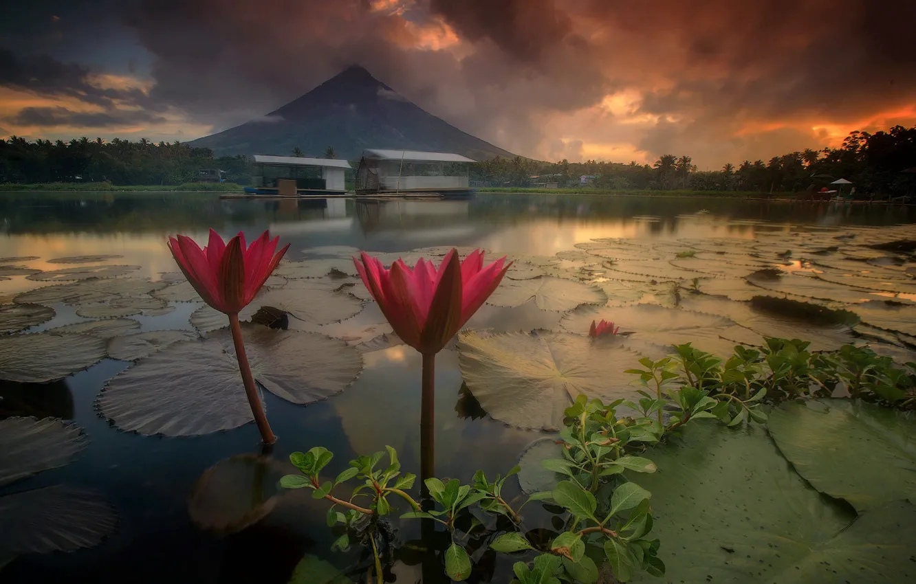 Photo wallpaper landscape, flowers, nature, lake, dawn, Lily, morning, the volcano