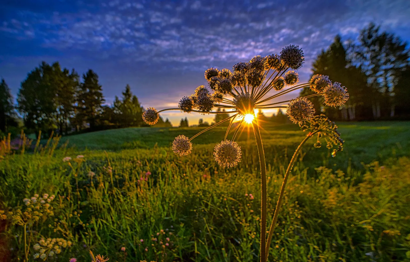 Photo wallpaper sunset, meadow, Finland, Angelica