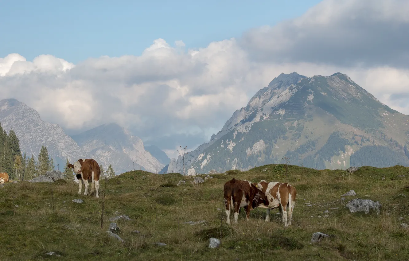 Photo wallpaper field, clouds, mountains, stones, cows, slope, pasture, haze