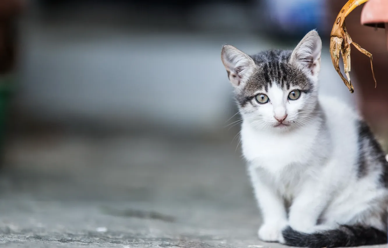 Photo wallpaper cat, look, background