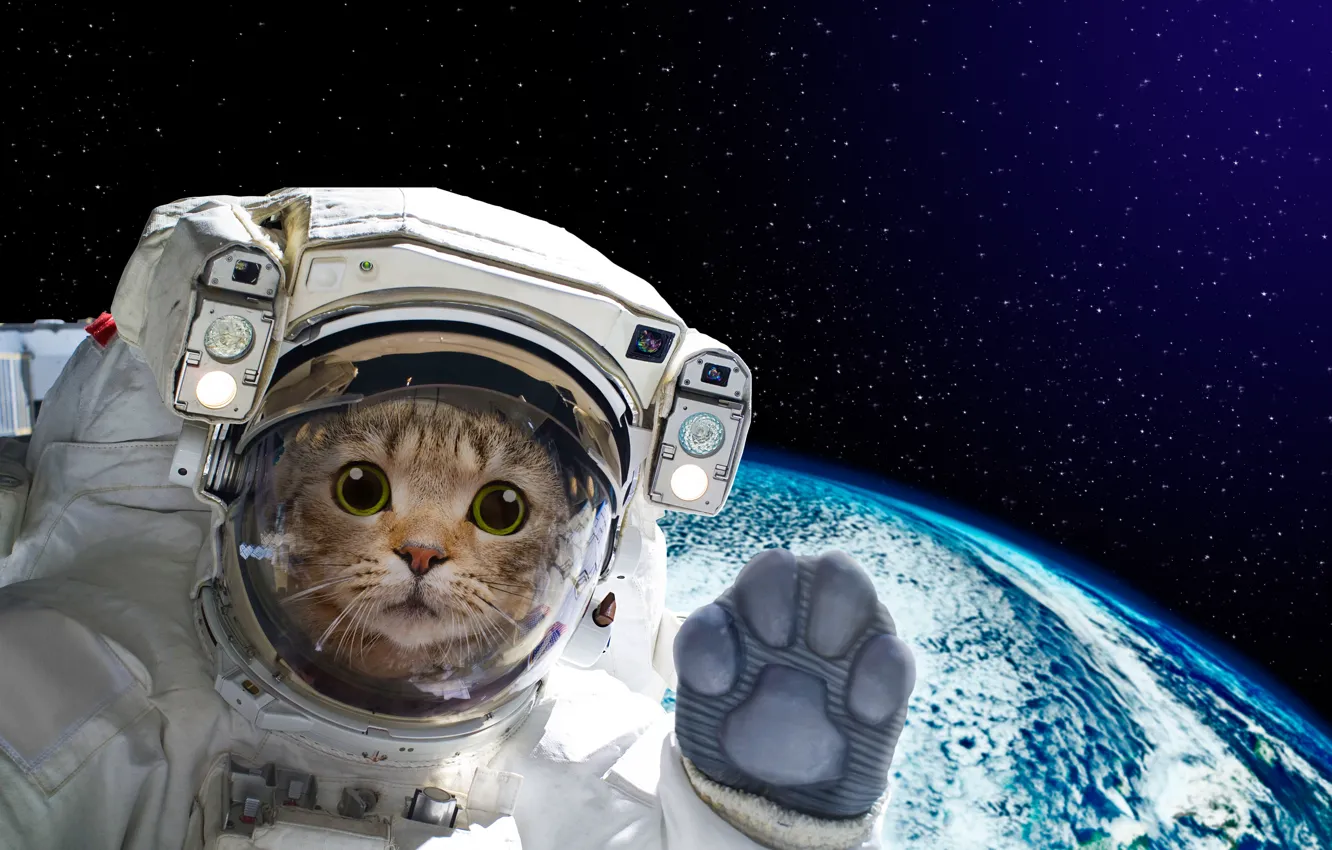 Photo wallpaper cat, eyes, cat, look, glass, space, stars, flight