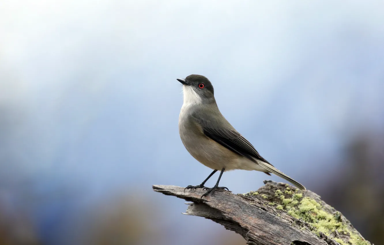 Photo wallpaper nature, bird, Red-pyrope