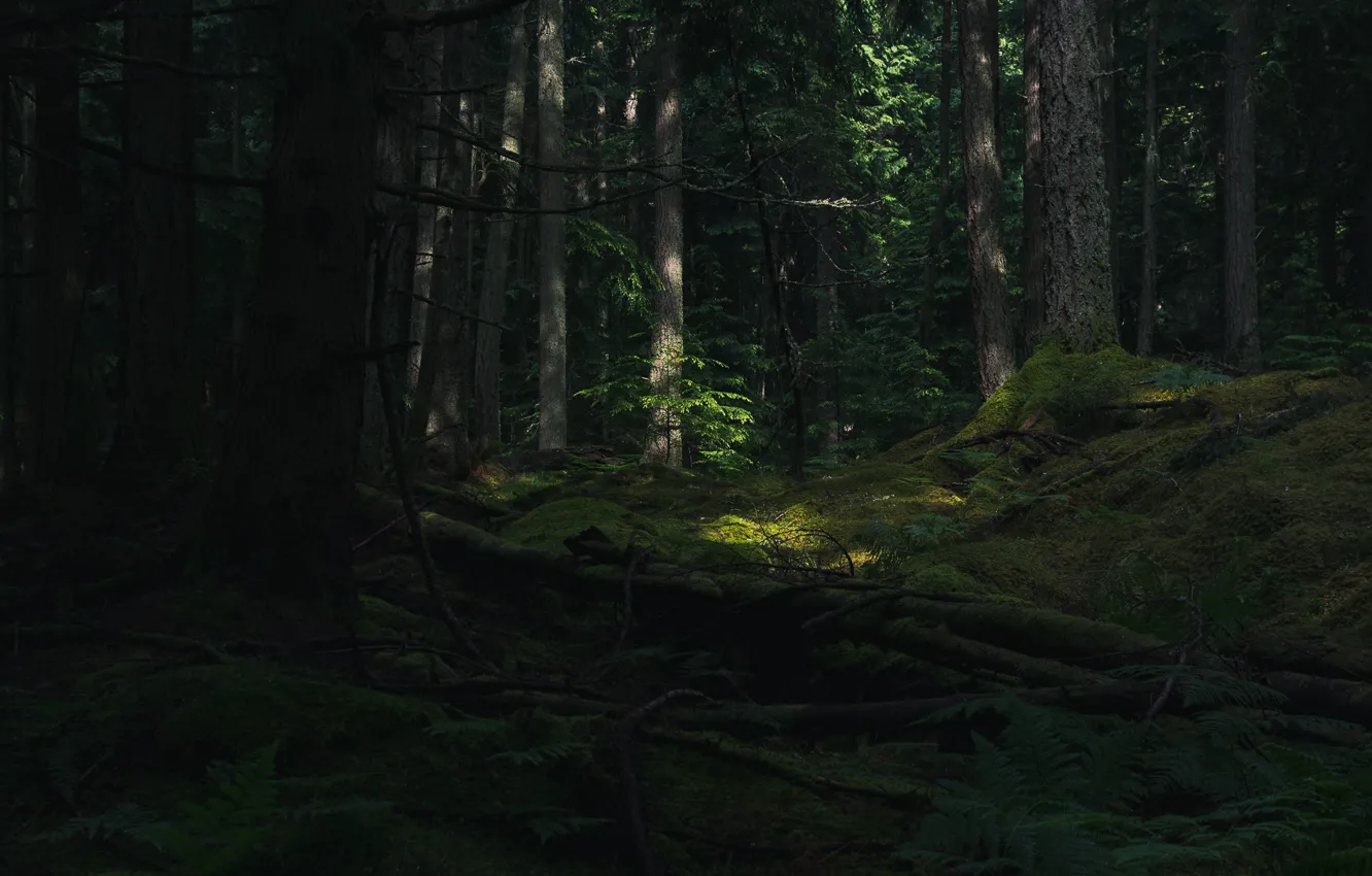 Photo wallpaper forest, trees, nature, USA, Orcas Island