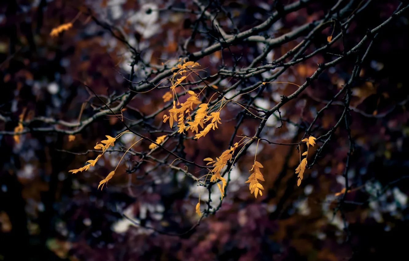 Photo wallpaper autumn, leaves, branches