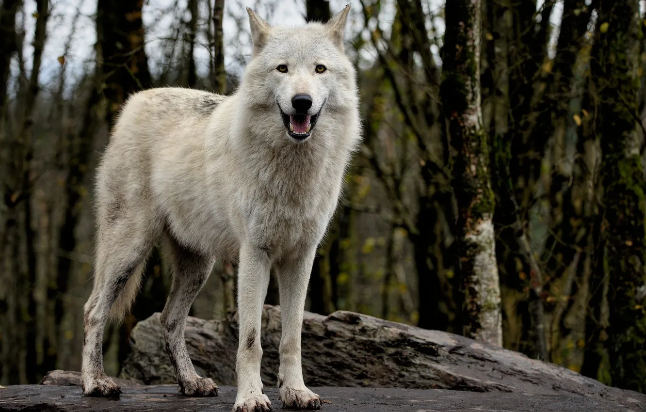 Photo wallpaper Predator, nature, snow, face, animal, wolf, canis lupus, wildlife