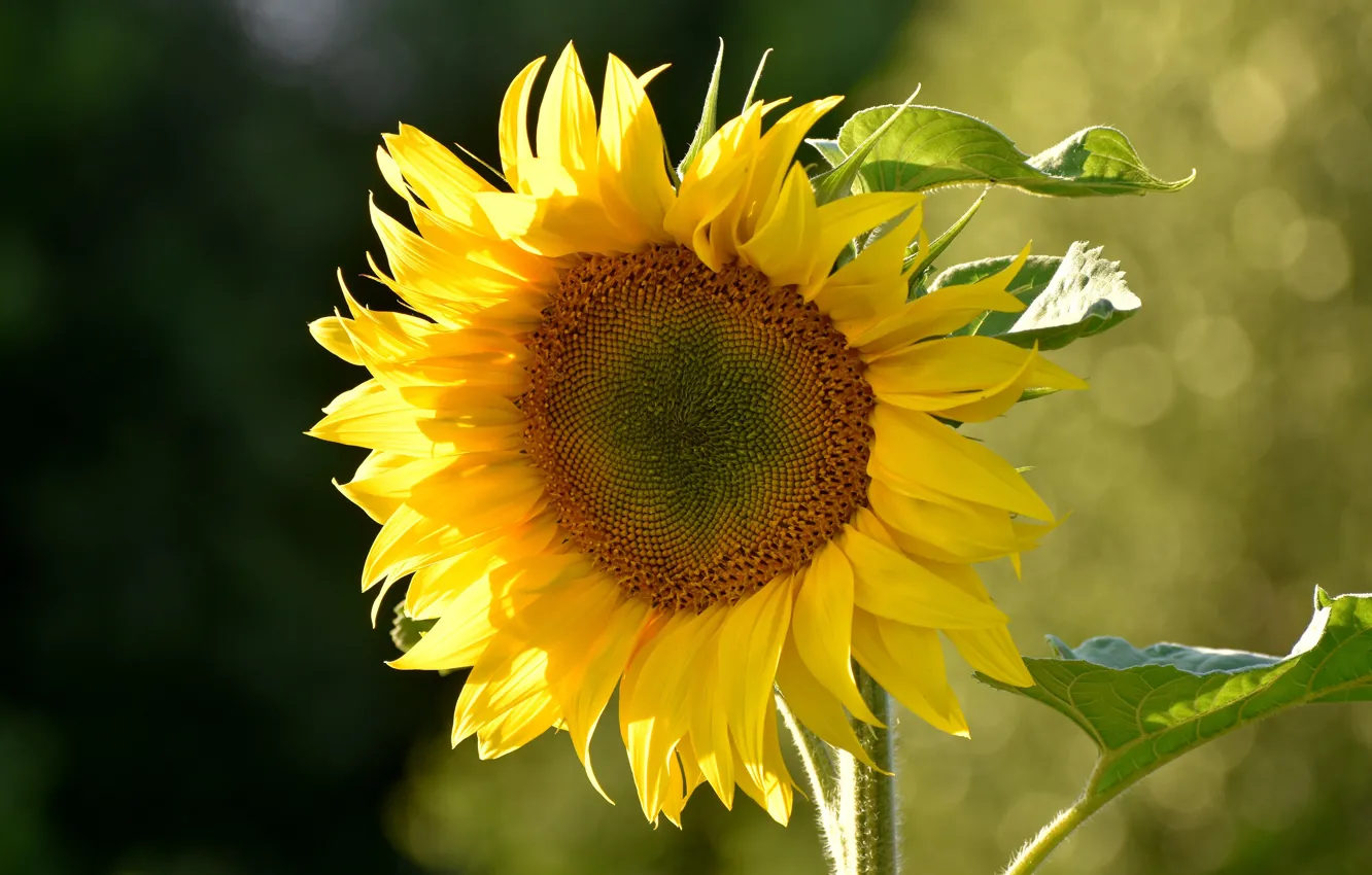 Photo wallpaper summer, sunflowers, flowers, yellow