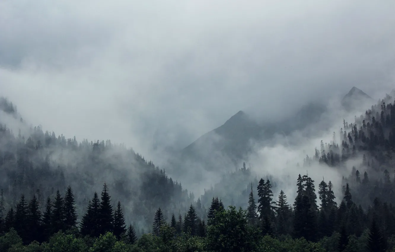 Photo wallpaper forest, trees, mountains, nature, fog
