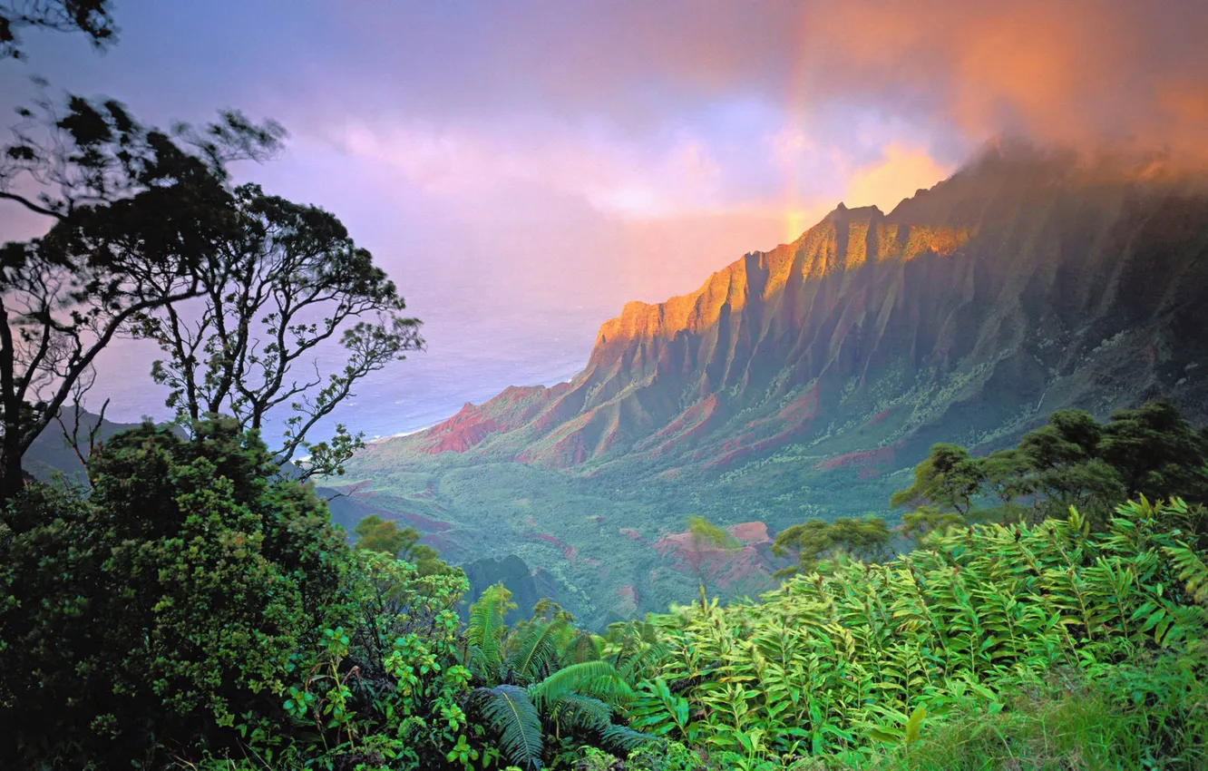 Photo wallpaper forest, the sky, clouds, trees, landscape, sunset, mountains, nature