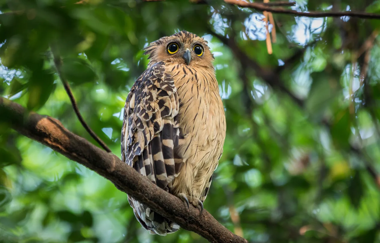 Photo wallpaper branches, owl, bird