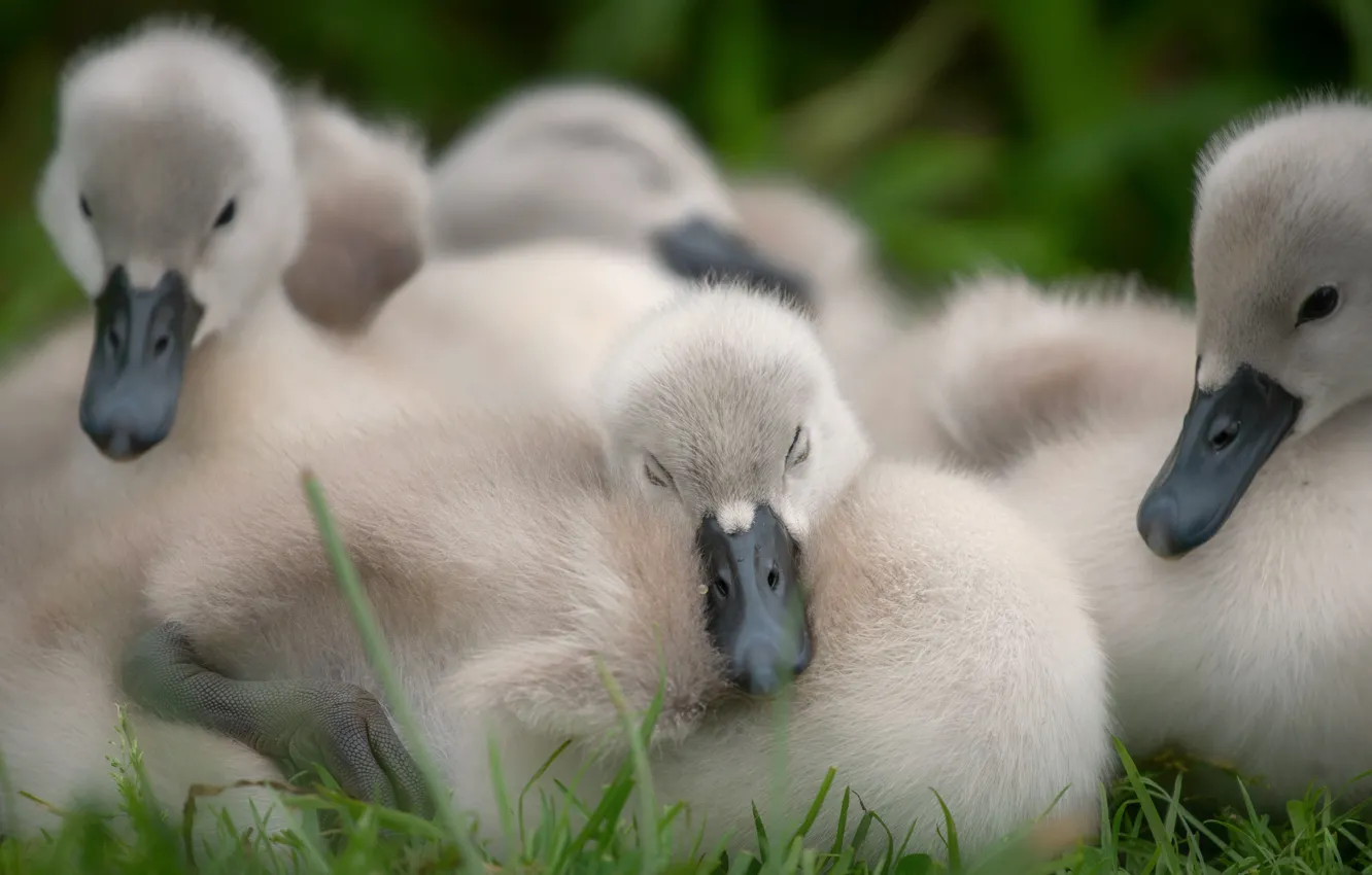 Photo wallpaper nature, comfort, bird, together, sleep, baby, sleeping, company