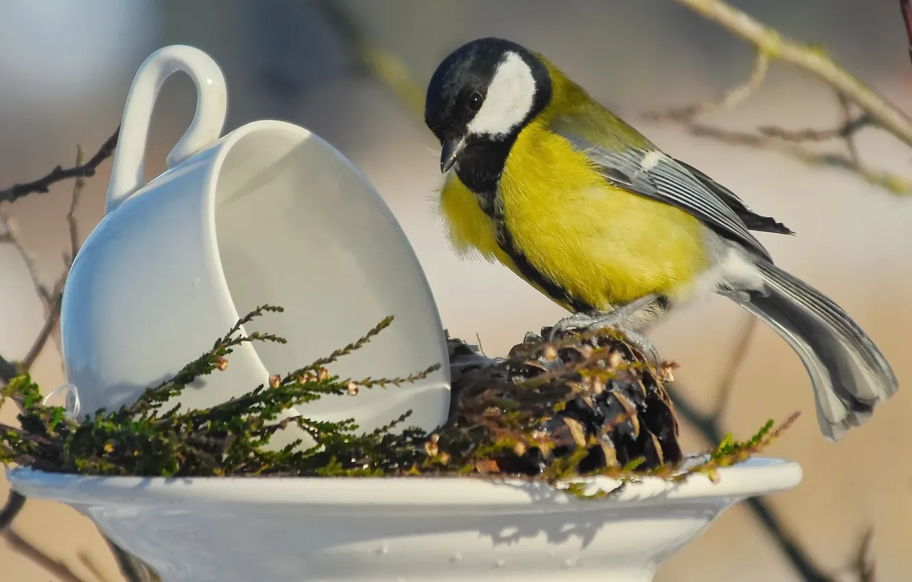 Photo wallpaper nature, bird, tit