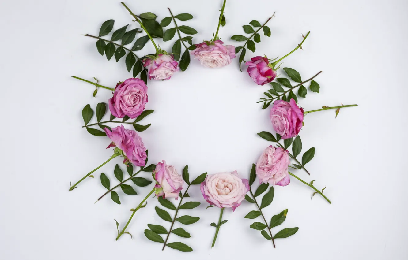 Photo wallpaper white, background, roses, frame, Round, Pink, Leaves