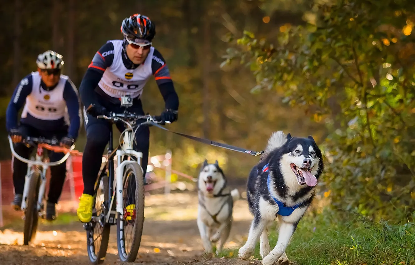 Photo wallpaper dogs, sport, bikes