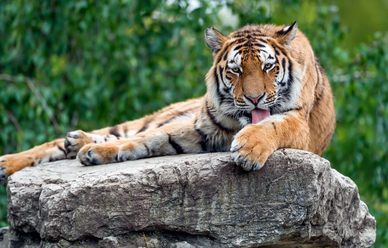 Photo wallpaper nature, tiger, pose, stones, lies