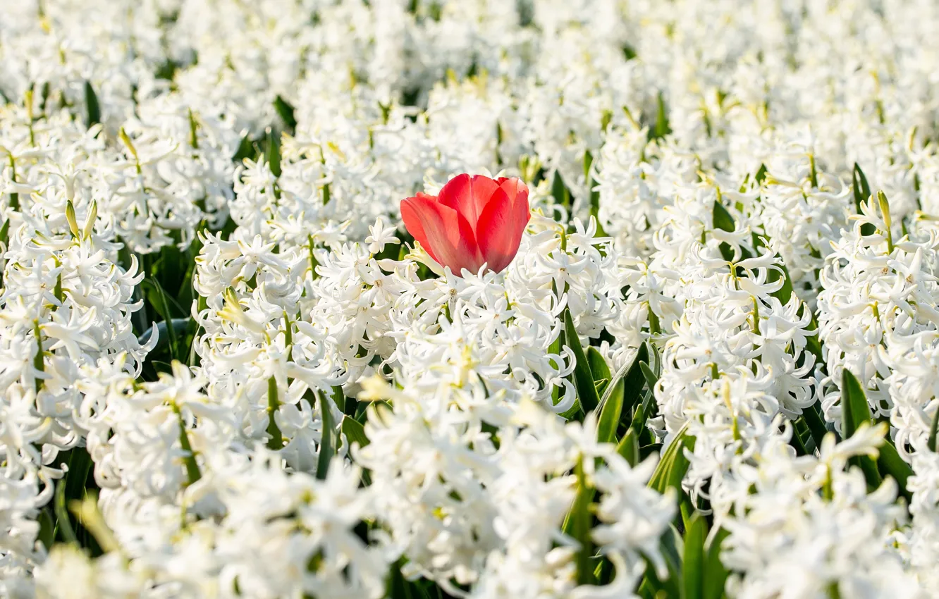 Photo wallpaper flowers, red, tulips, white, hyacinths