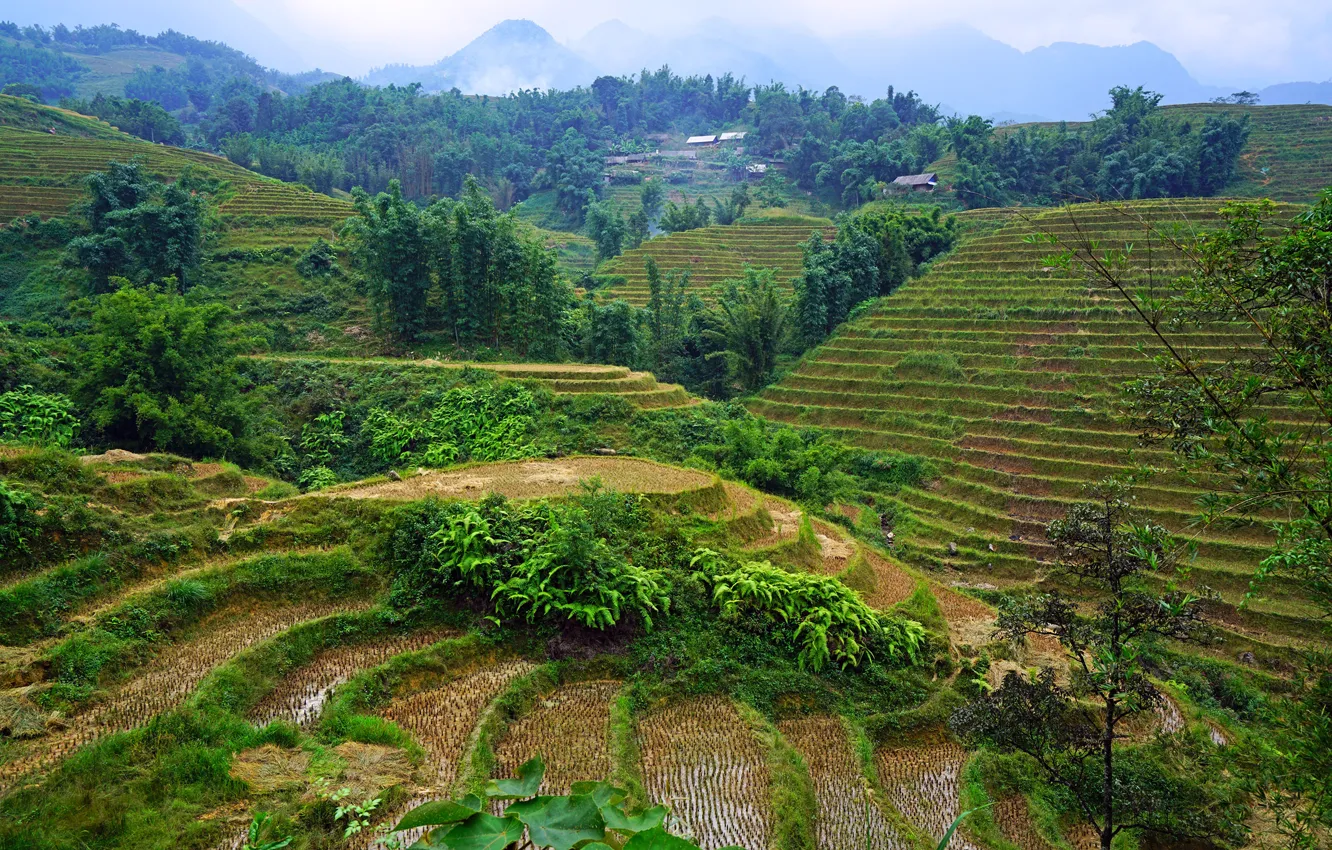 Photo wallpaper greens, trees, mountains, fog, field, houses, Vietnam, forest
